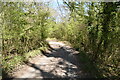 Bridleway in Hangdog Wood