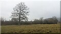 Field by the Wye Valley Walk (Byford)