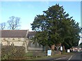 Yew tree by Hadnall church