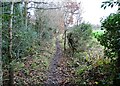 Path alongside the field