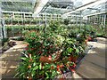 Plants in the Royal Botanic Glasshouse