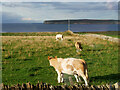 Cattle Grazing overlooking Dunnet Bay