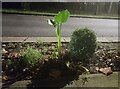 Newly planted banana plant on Townsend Lane, Kingsbury