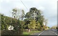 SJ5244 : Trimmed tree by A41 north of Wallgrove by David Smith