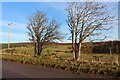 Roadside rowans near Knockando Burn