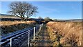 The South Tynedale Railway heading under an A689 road bridge