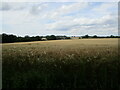 Barley field at Cockfield