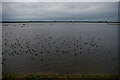 TL5494 : The Ouse Washes: Welney Wildfowl and Wetlands Trust centre by Christopher Hilton