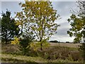TL2449 : Fields by Hatley Road, Potton by David Howard