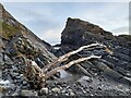 Driftwood at Shelligoe