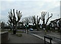 Severely pruned trees in Kingfield Road