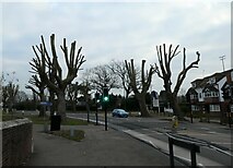 TQ0057 : Severely pruned trees in Kingfield Road by Basher Eyre