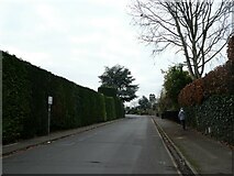 TQ0158 : Hedges in Heathfield Road by Basher Eyre