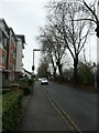 Winter trees in Maybury Road