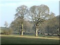 NY9375 : Wintry trees on the Swinburne Castle estate by Oliver Dixon