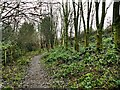 Northern end of the Brook Wood Trail