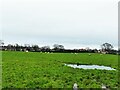 Sheep in a field off Houndings Lane