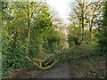 SJ6068 : Fallen branch on the Whitegate Way by Stephen Craven