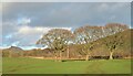 Three beech trees, Low Easby