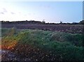 Fields by Mashbury Road near Pleshey