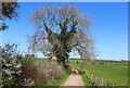 Footpath near Peasdown St John