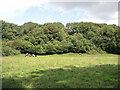 A peaceful pasture by the Mells