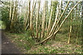 Coppicing, Burgh Wood