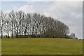 TQ7329 : Line of trees by N Chadwick