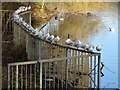 SO8989 : Birds on a Fence by Gordon Griffiths