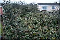SS9612 : Tiverton : Anstey Crescent Garden by Lewis Clarke