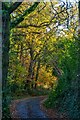 Bovey Tracey : Country Lane