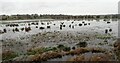 TQ8326 : Flooded fields at Northiam by Marathon