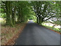 NY4680 : Tree-lined minor road between Stonegarthside and Hirsthead by Peter Wood