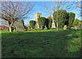 TL4238 : Great Chishill: churchyard yews by John Sutton