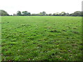 Field by Little Green Lane (1)