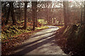 NH6755 : Estate drive, Rosehaugh by Julian Paren