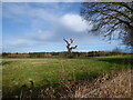 Tree near Dudmaston