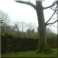 Stone wall at edge of small area of woodland, near Gardeners Cottage