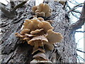 Fungi on a tree, Latimer Park