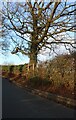 Tree on Watery Lane, Flamstead