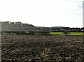 Oil Seed Rape at Cotgrave