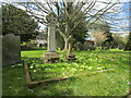 Primroses in the churchyard, Clipston