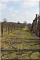 Sussex Border Path through orchards