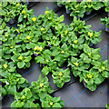 Commercial crop of primroses