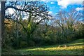 Lustleigh : Grassy Field