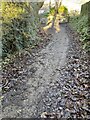 Cliff path above Amroth