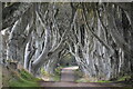 D0333 : The Dark Hedges by N Chadwick