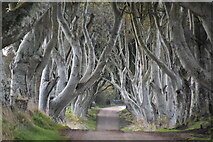 D0333 : The Dark Hedges by N Chadwick