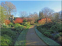 TL4557 : Cambridge University Botanic Garden: the winter garden by John Sutton