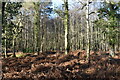 Bracken and silver birch in Round Copse